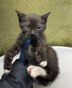 WENDY -  Domestic Short Hair Cat for Adoption in Riverside, California - WENDY | PetCurious