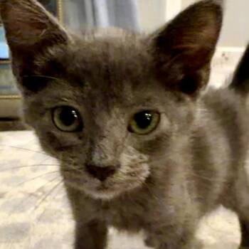Heidi -  Russian Blue Cat for Adoption in Fort Worth, Texas - Heidi | PetCurious