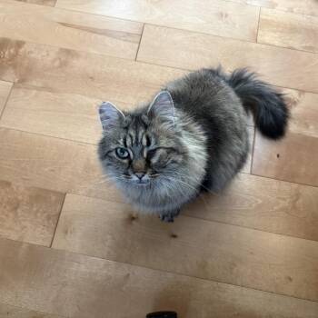 Winky -  Domestic Long Hair Cat for Adoption in Olympia, Washington - Winky | PetCurious