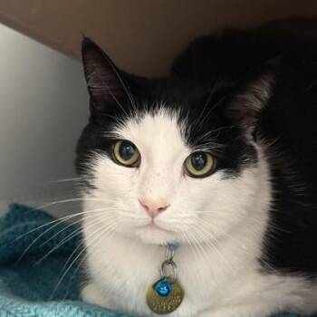 Philip -  Domestic Short Hair Cat for Adoption in Lansing, Michigan - Philip | PetCurious