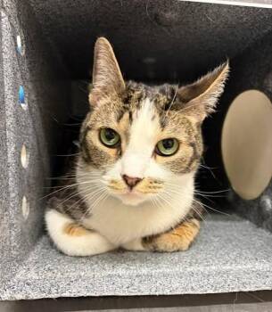 Domestic Short Hair Cats Available for Adoption in Fruit Heights, Utah - Princeton | PetCurious