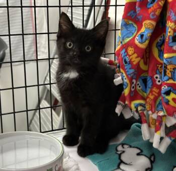 Lima -  Domestic Short Hair Cat for Adoption in Alexandria, Virginia - Lima | PetCurious