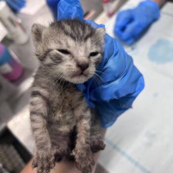 Netflix -  Domestic Short Hair Cat for Adoption in Summerville, South Carolina - Netflix | PetCurious