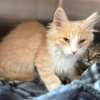 Murphy -  Domestic Short Hair Cat for Adoption in Cedaredge, Colorado - Murphy | PetCurious