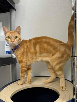 Rescue Domestic Short Hair Cats for Adoption in Houston, Texas - Mustard | PetCurious