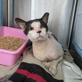 Baldwin -  Domestic Short Hair Cat for Adoption in Jupiter, Florida - Baldwin | PetCurious