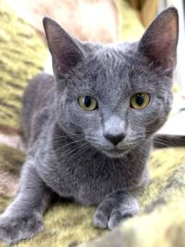 Domestic Short Hair and Extra Toes Cat Hemingway Polydactyl Cats Available for Adoption - Cricket | PetCurious