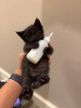 Albert -  Domestic Short Hair Cat for Adoption in Valley Park, Oklahoma - Albert | PetCurious