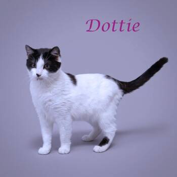 Domestic Short Hair Cats Available for Adoption in Lebanon, Tennessee - Dottie C26-094 | PetCurious