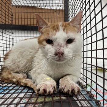 Domestic Short Hair Cats Available for Adoption - Carly | PetCurious