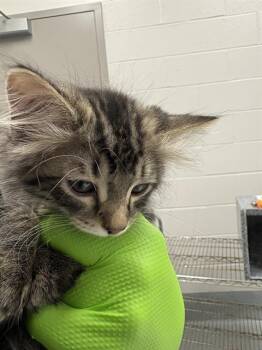 ALEXANDER THE CAT -  Domestic Short Hair Cat for Adoption in Indianapolis, Indiana - ALEXANDER THE CAT | PetCurious
