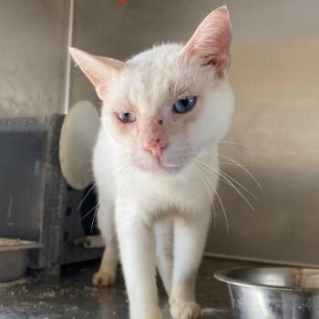 Gatsby -  Domestic Short Hair Cat for Adoption in West Palm Beach, Florida - Gatsby | PetCurious