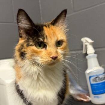 Lila -  Domestic Medium Hair Cat for Adoption in Tuscaloosa, Alabama - Lila | PetCurious