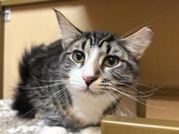 Rescue Domestic Short Hair Cats for Adoption in Chicago, Illinois - Houdini | PetCurious