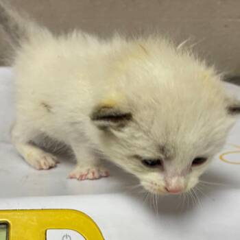 Domestic Short Hair Cats Available for Adoption - Nana | PetCurious