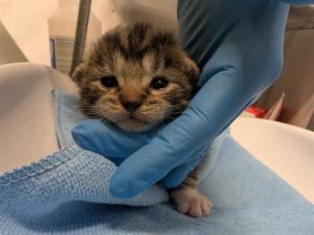 WYLL -  Domestic Short Hair Cat for Adoption in Kent, Washington - WYLL | PetCurious