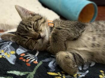Rescue Tabby Cats for Adoption in Fort Worth, Texas - Pugsley | PetCurious