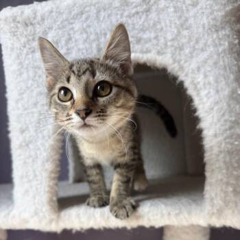 Splotch -  Domestic Medium Hair Cat for Adoption in Gibsonia, Pennsylvania - Splotch | PetCurious