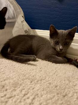 Bubbles Cattington -  Domestic Short Hair and Russian Blue Cat for Adoption in Chandler, Arizona - Bubbles Cattington | PetCurious