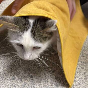 Rescue Domestic Long Hair Cats for Adoption in South Elgin, Illinois - Taylor | PetCurious