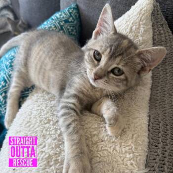 Janis Purrlin -  Domestic Short Hair Cat for Adoption in Vancouver, British Columbia - Janis Purrlin | PetCurious