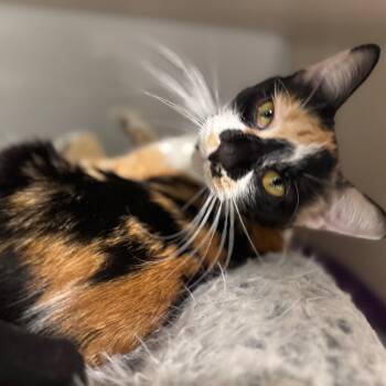 Rescue Domestic Short Hair Cats for Adoption in Wheeling, Illinois - Bella Swan | PetCurious