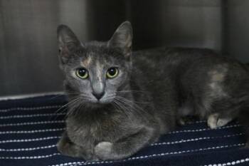 Freya -  Domestic Short Hair Cat for Adoption in Brunswick, Georgia - Freya | PetCurious