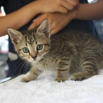 Wall-E -  Domestic Short Hair Cat for Adoption in Chapel Hill, North Carolina - Wall-E | PetCurious