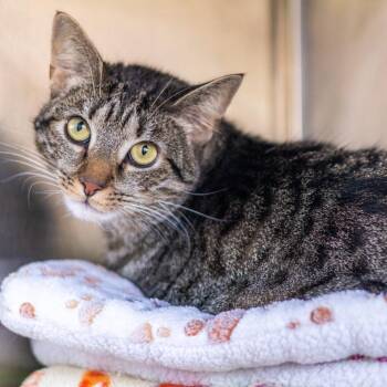 Domestic Short Hair Cats Available for Adoption - Biscuit | PetCurious