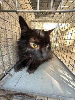 A478130 -  Domestic Long Hair and Domestic Short Hair Cat for Adoption in Oklahoma City, Oklahoma - A478130 | PetCurious
