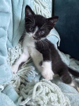VHAGAR -  Domestic Short Hair Cat for Adoption in Tustin, California - VHAGAR | PetCurious