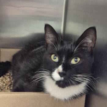 Oreo Milkshake -  Domestic Short Hair Cat for Adoption in Philadelphia, Pennsylvania - Oreo Milkshake | PetCurious