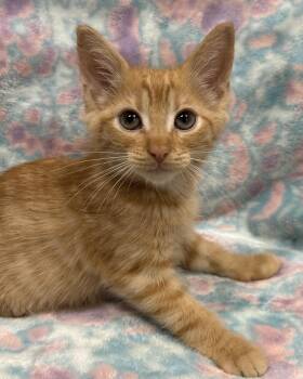 Rooster -  American Shorthair Cat for Adoption in Marvin, North Carolina - Rooster | PetCurious