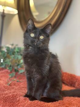 Anabelle -  Domestic Medium Hair Cat for Adoption in Taylor, Michigan - Anabelle | PetCurious