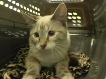 YOLANDA -  Domestic Short Hair Cat for Adoption in Omaha, Nebraska - YOLANDA | PetCurious