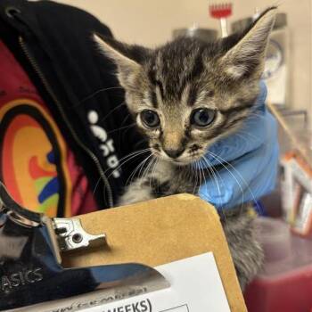 Carlisle -  Domestic Short Hair Cat for Adoption in Tempe, Arizona - Carlisle | PetCurious