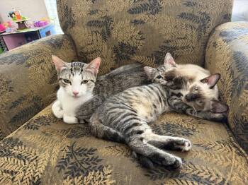 Myriam -  Domestic Short Hair Cat for Adoption in Austin, Texas - Myriam | PetCurious