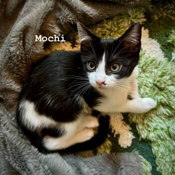 Rescue Domestic Medium Hair Cats for Adoption in Dallas, Texas - Mochi | PetCurious