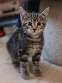 Domestic Short Hair and Tabby Cats Available for Adoption in New York, New York - Freddie | PetCurious