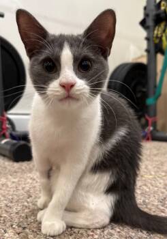 Rescue Domestic Short Hair Cats for Adoption in Cumberland, Maine - Wilbur 2.0 | PetCurious