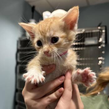 Lynx -  Domestic Short Hair Cat for Adoption in Chattanooga, Tennessee - Lynx | PetCurious