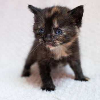 Domestic Short Hair Cats Available for Adoption in Fulton, Missouri - Kyra | PetCurious