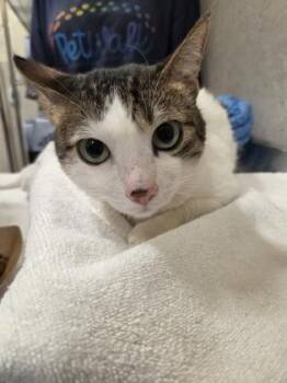 Domestic Short Hair Cats Available for Adoption - Mimilu | PetCurious