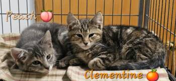 Rescue Domestic Short Hair Cats for Adoption in Sprakers, New York - Peach | PetCurious