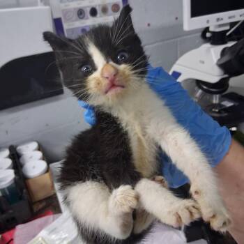 Kirigan -  Domestic Short Hair Cat for Adoption in Summerville, South Carolina - Kirigan | PetCurious