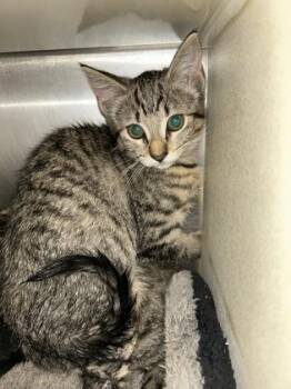 Naomi -  Domestic Short Hair Cat for Adoption in Picayune, Mississippi - Naomi | PetCurious