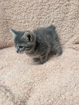 Maple -  Domestic Short Hair Cat for Adoption in Taylorsville, Kentucky - Maple | PetCurious