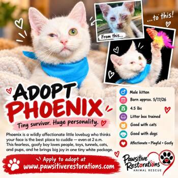 PHOENIX -  Domestic Short Hair Cat for Adoption in Foxfield, Colorado - PHOENIX | PetCurious