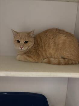 Rescue Domestic Short Hair Cats for Adoption in Douglasville, Georgia - Haribo | PetCurious