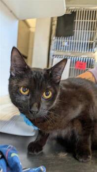 Rescue Domestic Short Hair Cats for Adoption in Largo, Florida - Zag | PetCurious